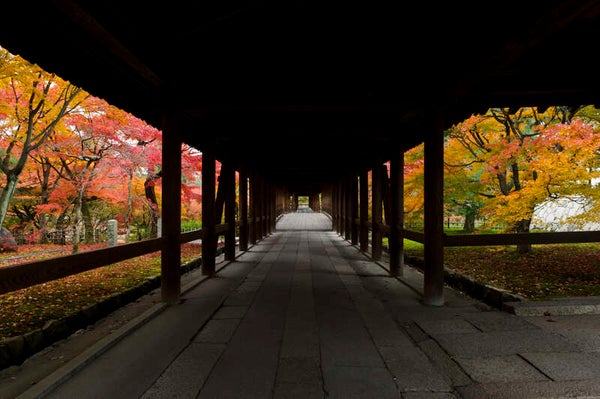 【高崎駅発】 北陸新幹線利用 錦秋の京都紅葉名所11景めぐり 琵琶湖畔のオールインクルーシブホテル連泊3日間2
